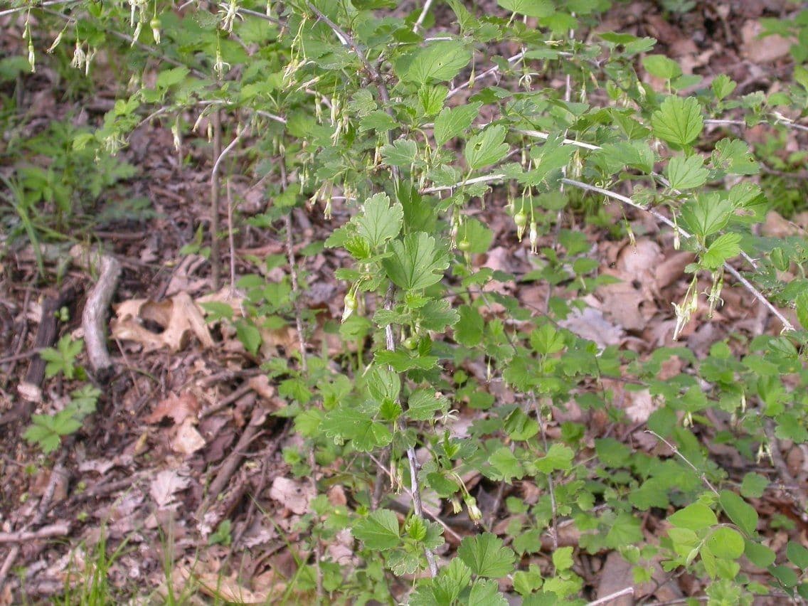 Missouri-Stachelbeere 15