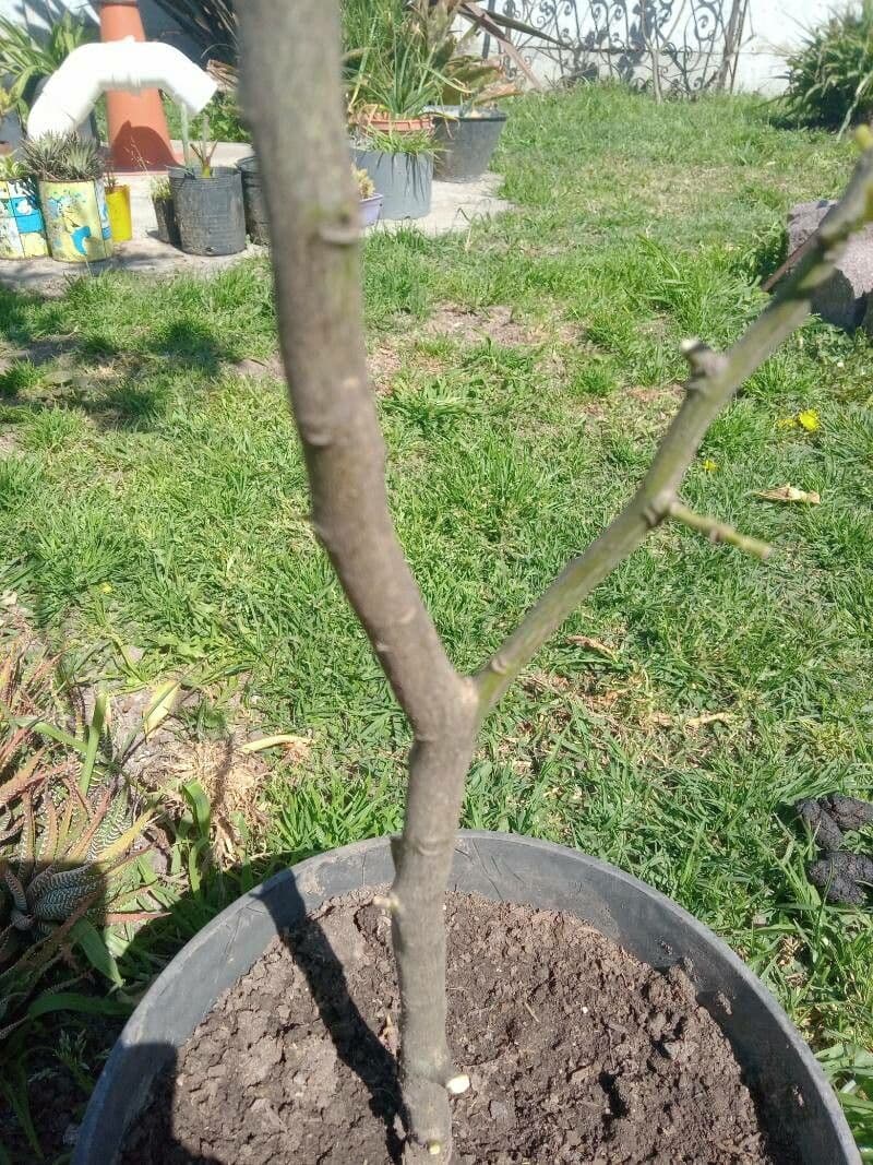 Euphorbe cotinifolia 19
