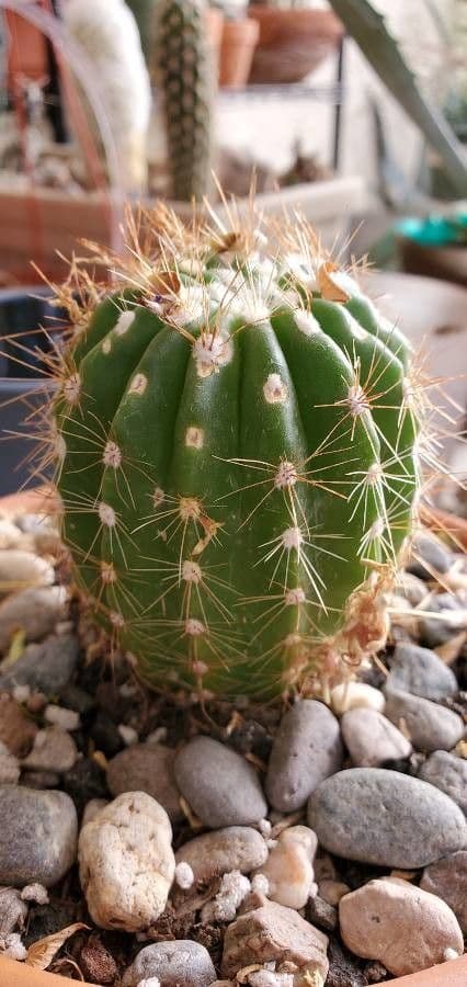 Echinocereus coccineus 17