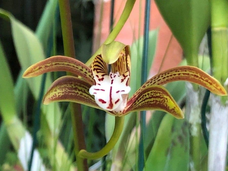 Cymbidium erythraeum