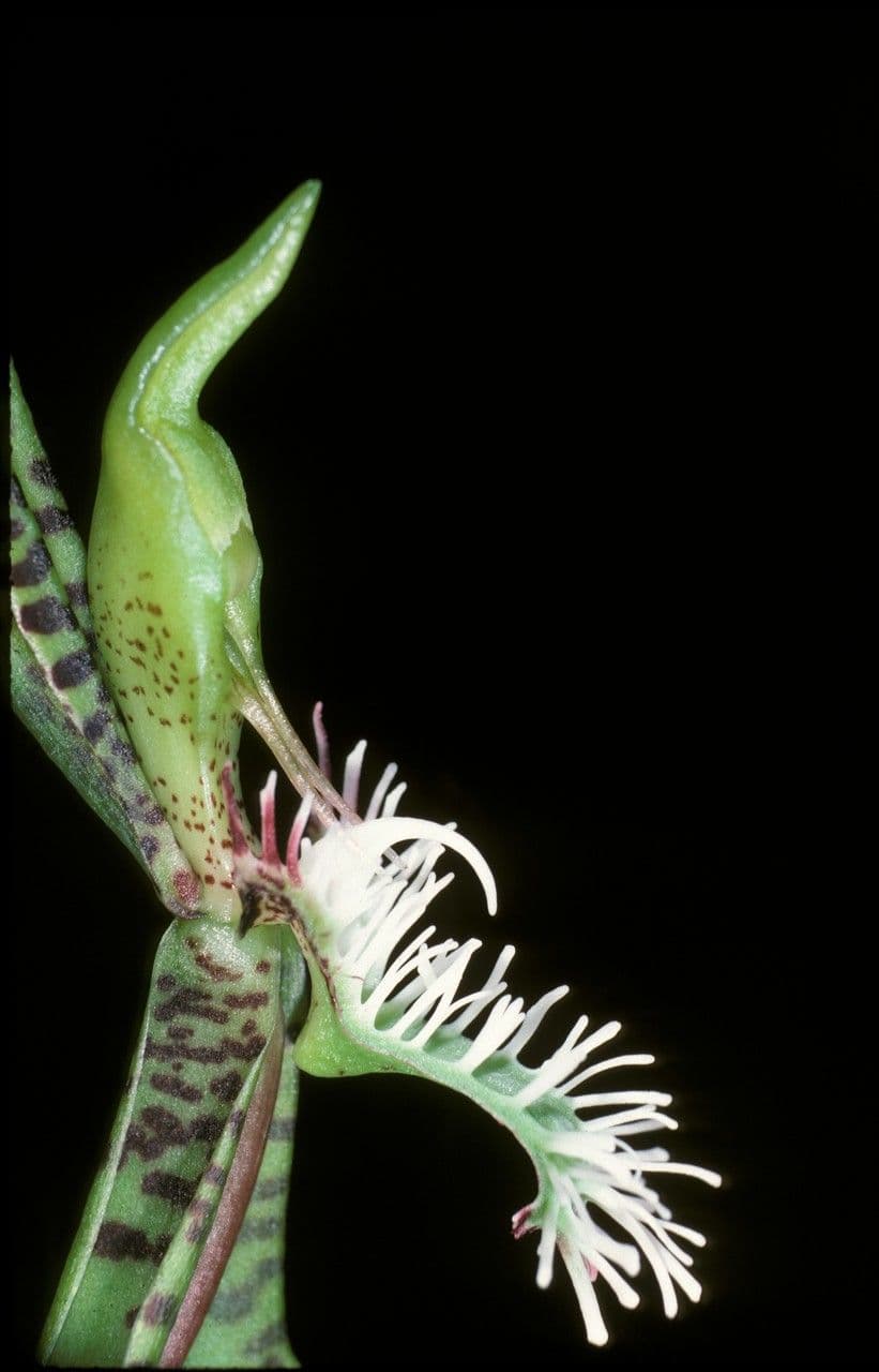 Bärtiges Katasetum 5