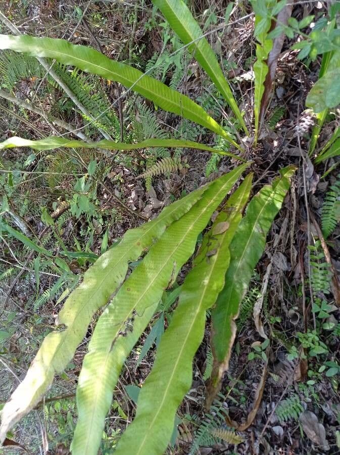 Asplenium serratum 9
