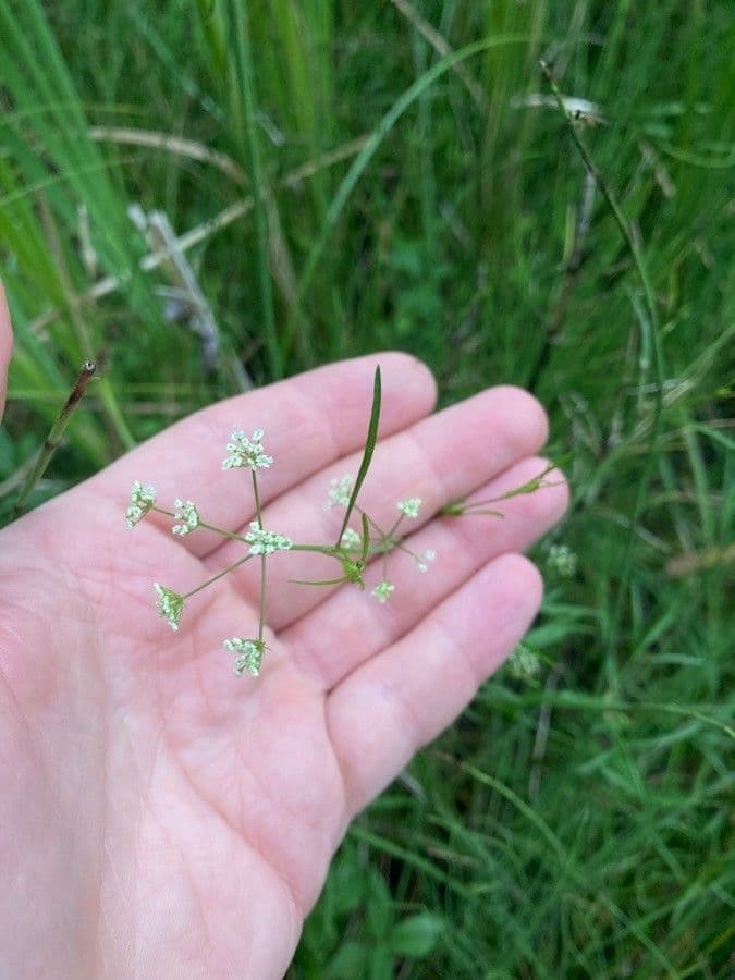 Cicuta bulbífera 2