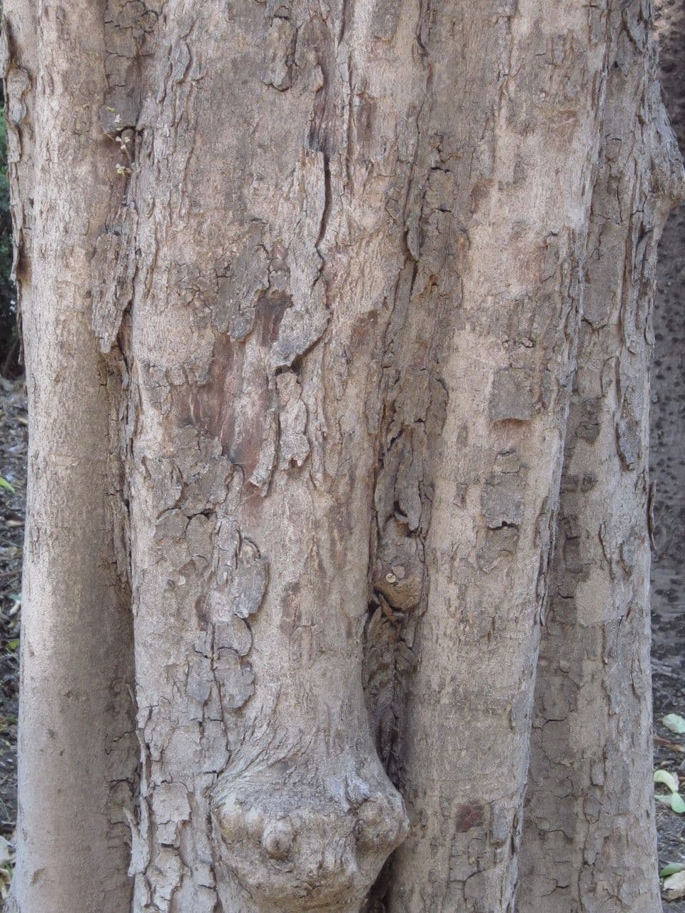 Harpullia pendula 15