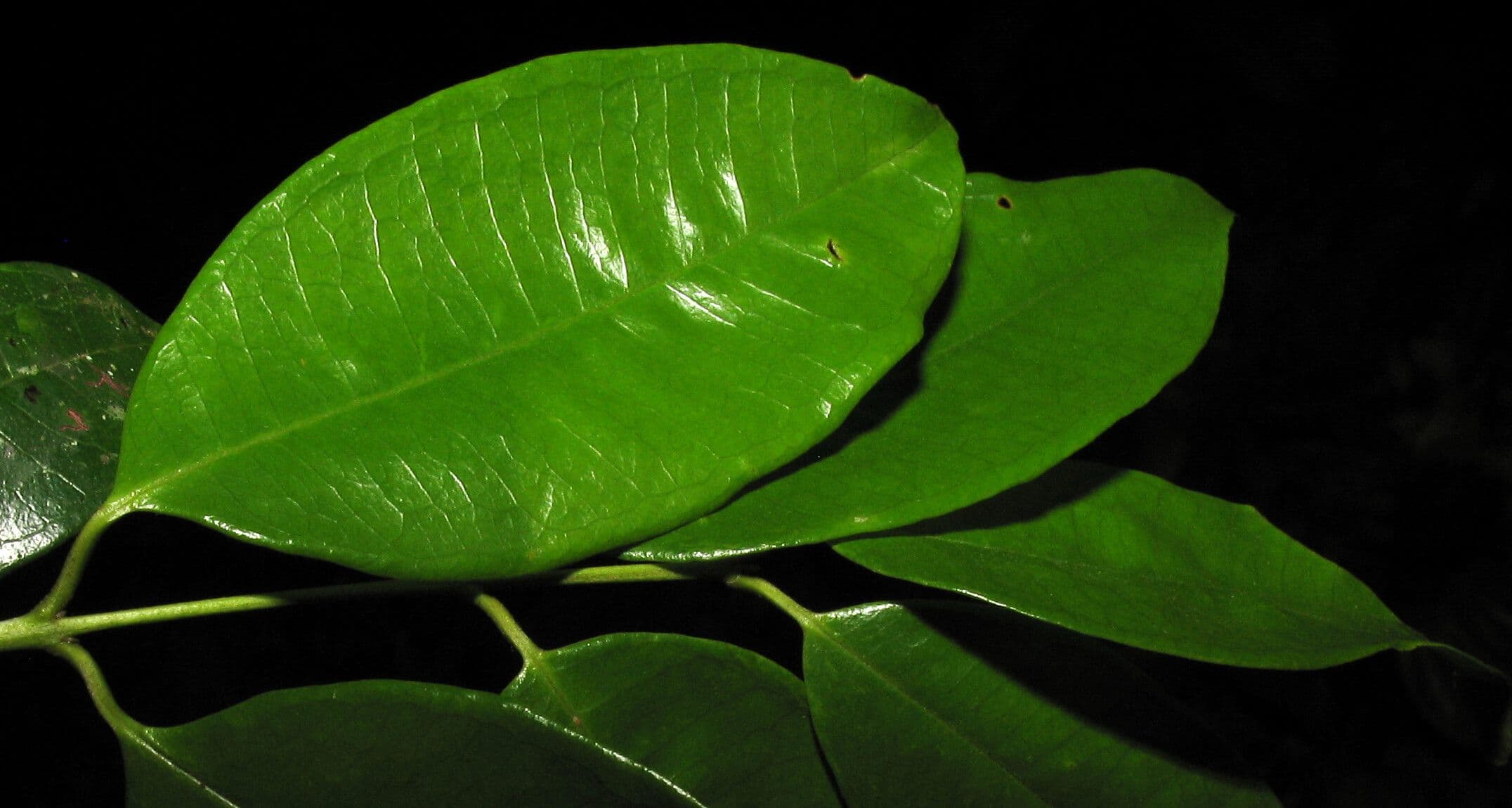 Myrcia 2