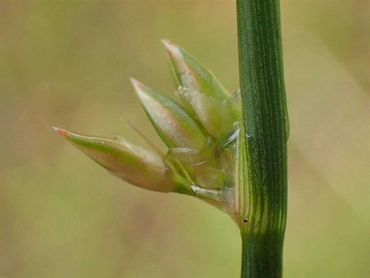 Giunco filiforme 23