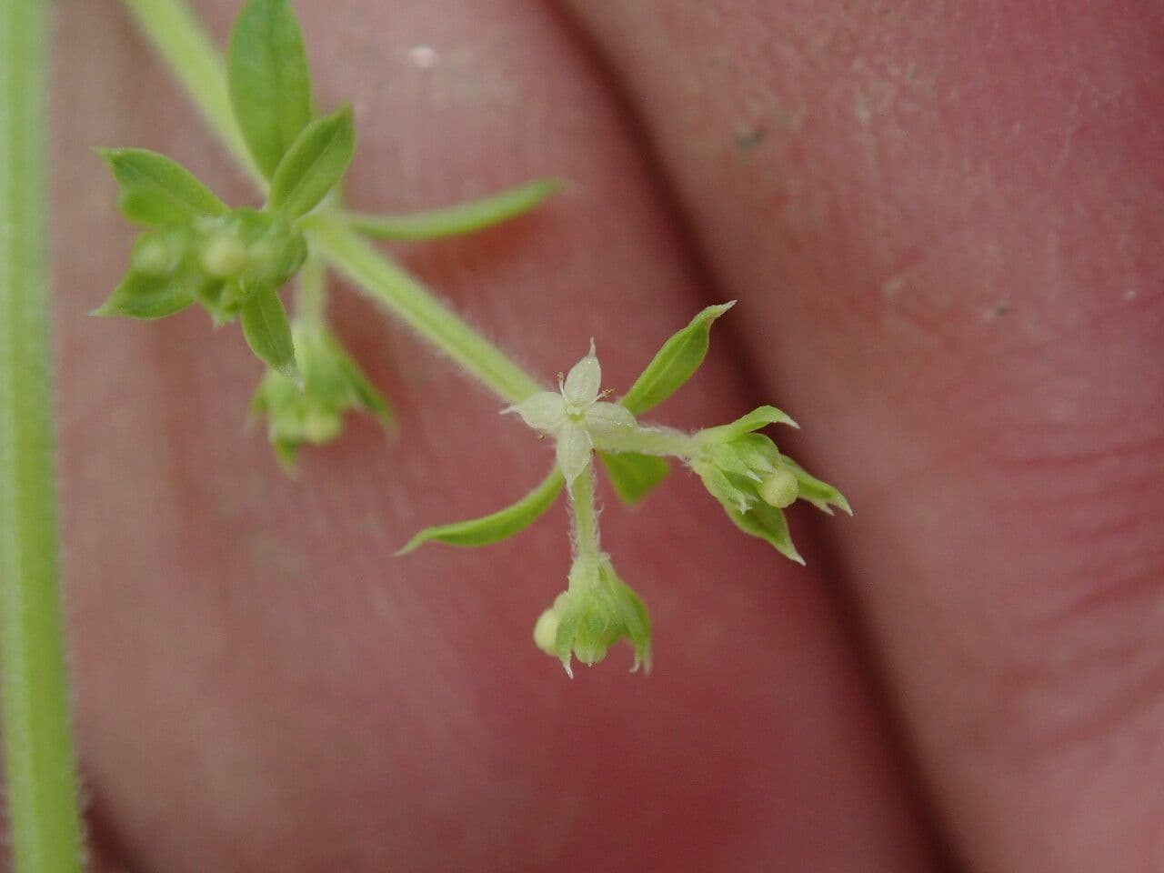 Galium asperifolium 9