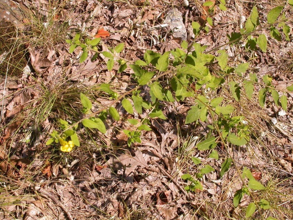 Aureolaria grandiflora 10