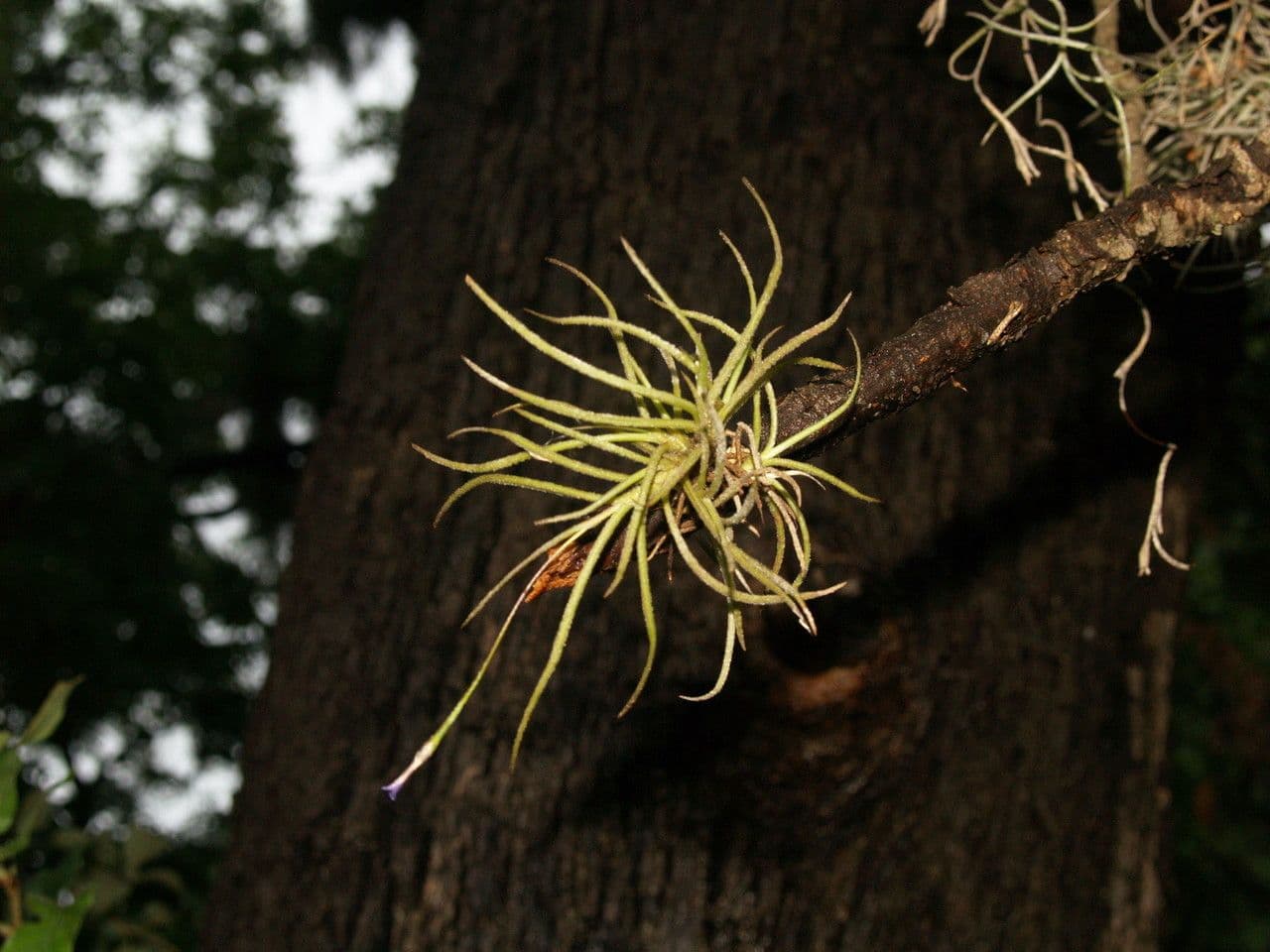 Tillandsia 16