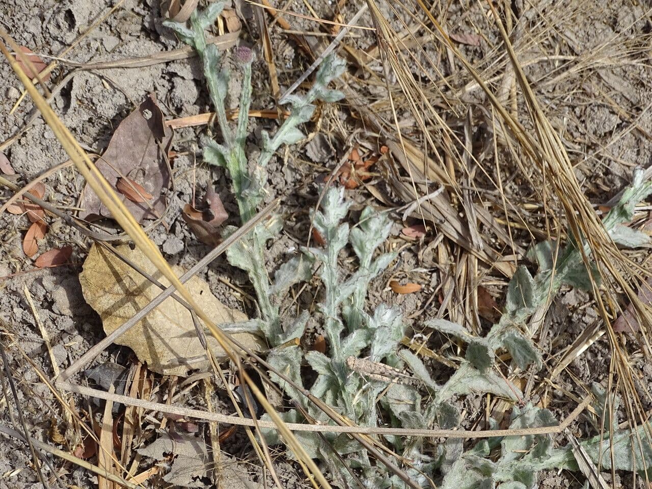 Sphaeranthus 2