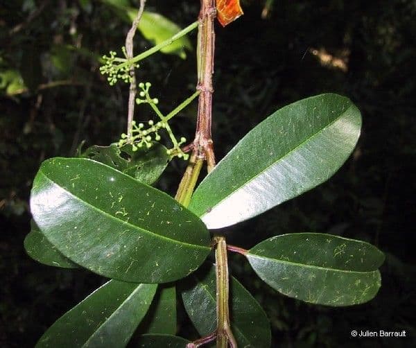 Syzygium 6