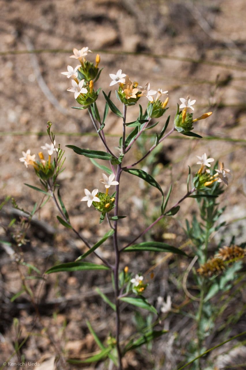 Collomia grandiflora 8