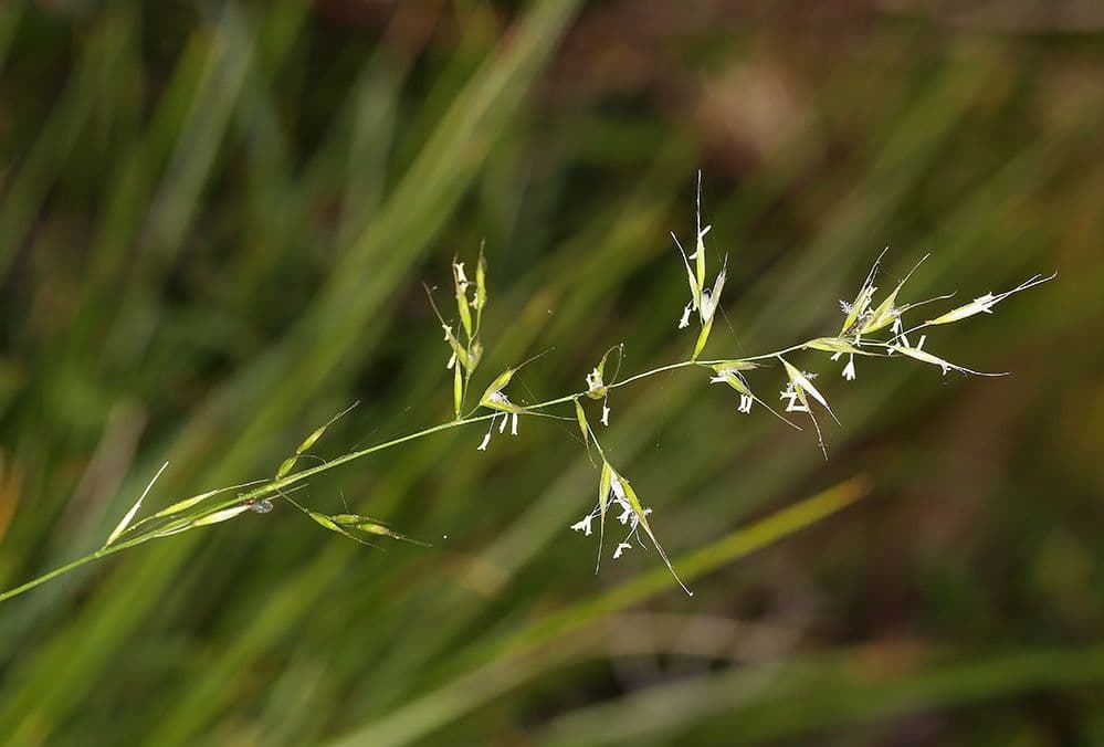 Avena della California 3