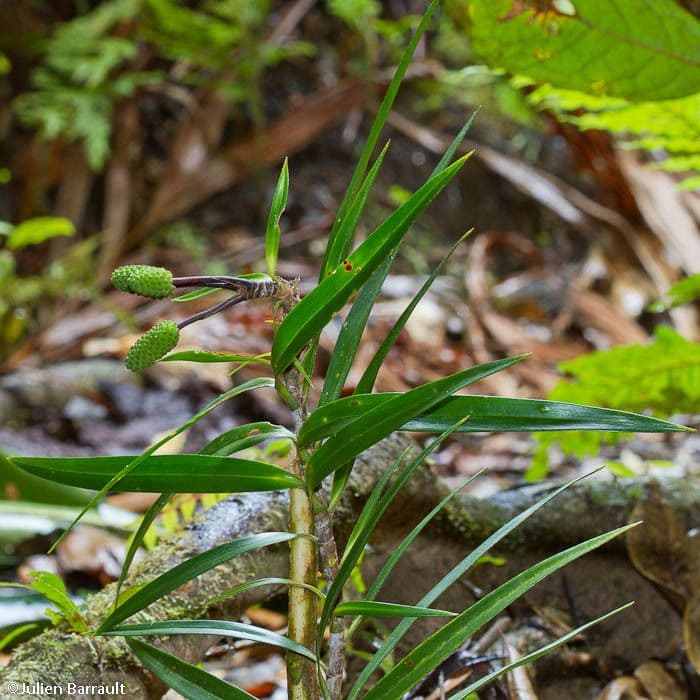 Freycinetia 10