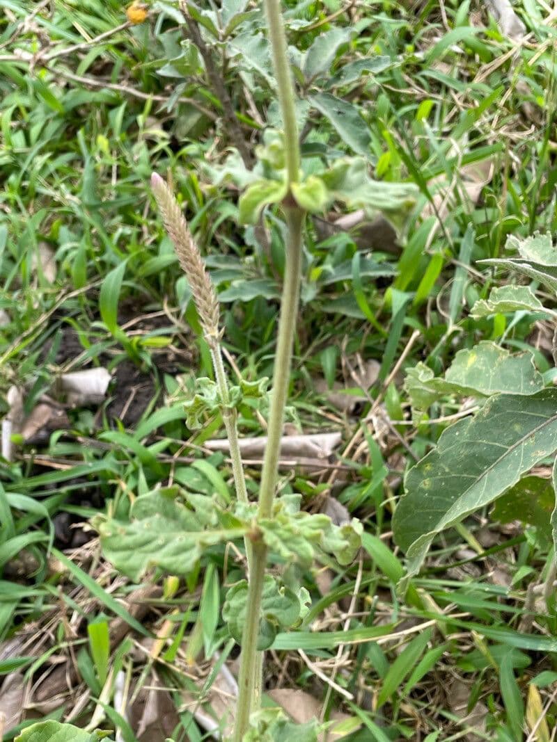 Achyranthes aspera 23