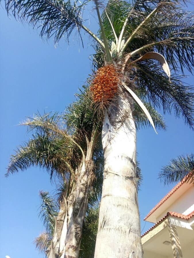 Palma di Giriba 3