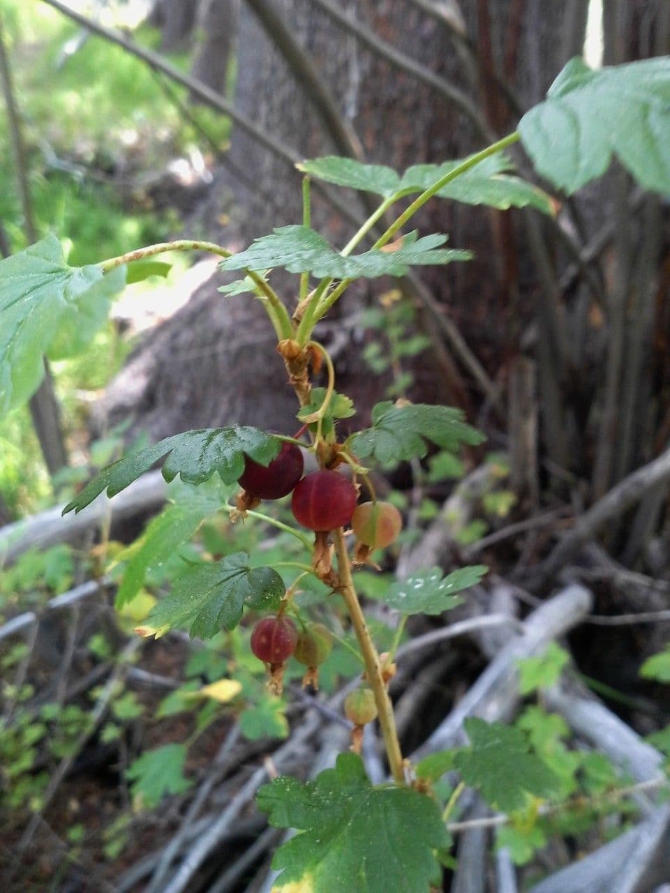 Ribes 4