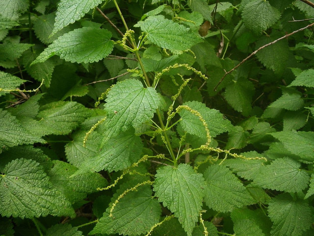 Ortica morifolia 7
