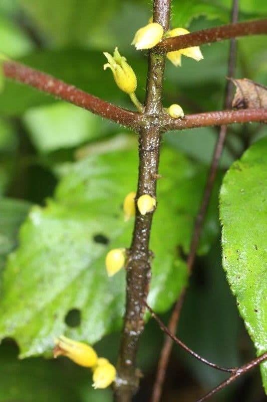 Besleria 6