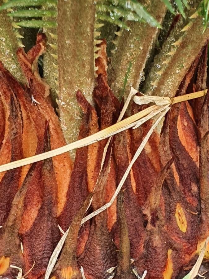 Encephalartos 8