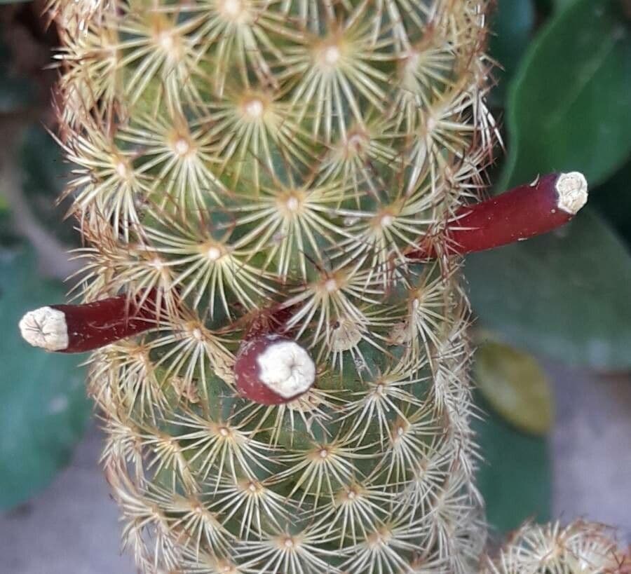 Cactus stella dorata 2