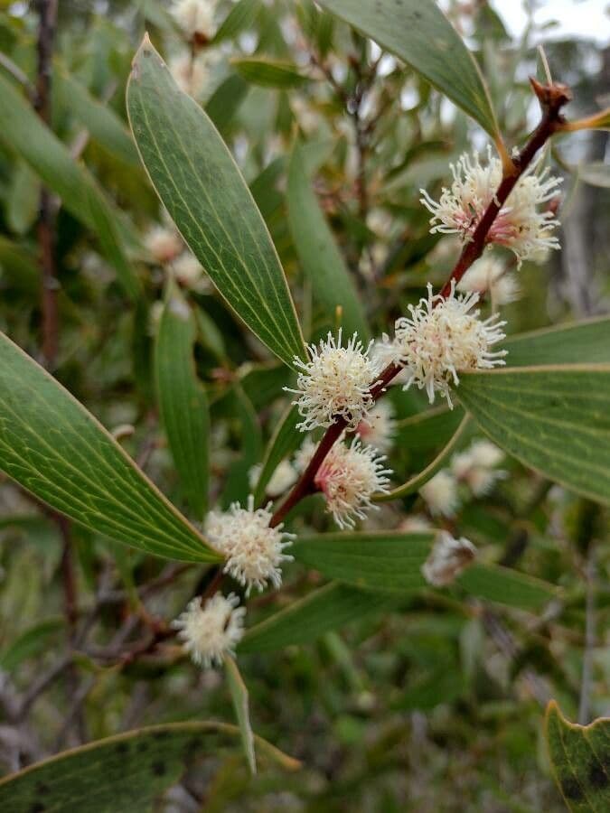Hakea dactiloida 3