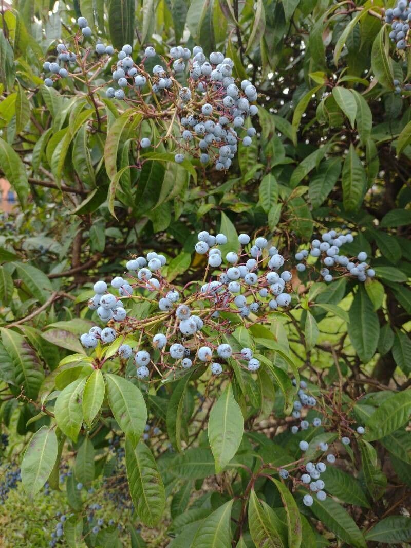 Fuchzia