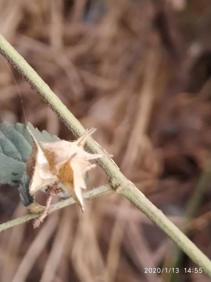 Pyramidenblume 2