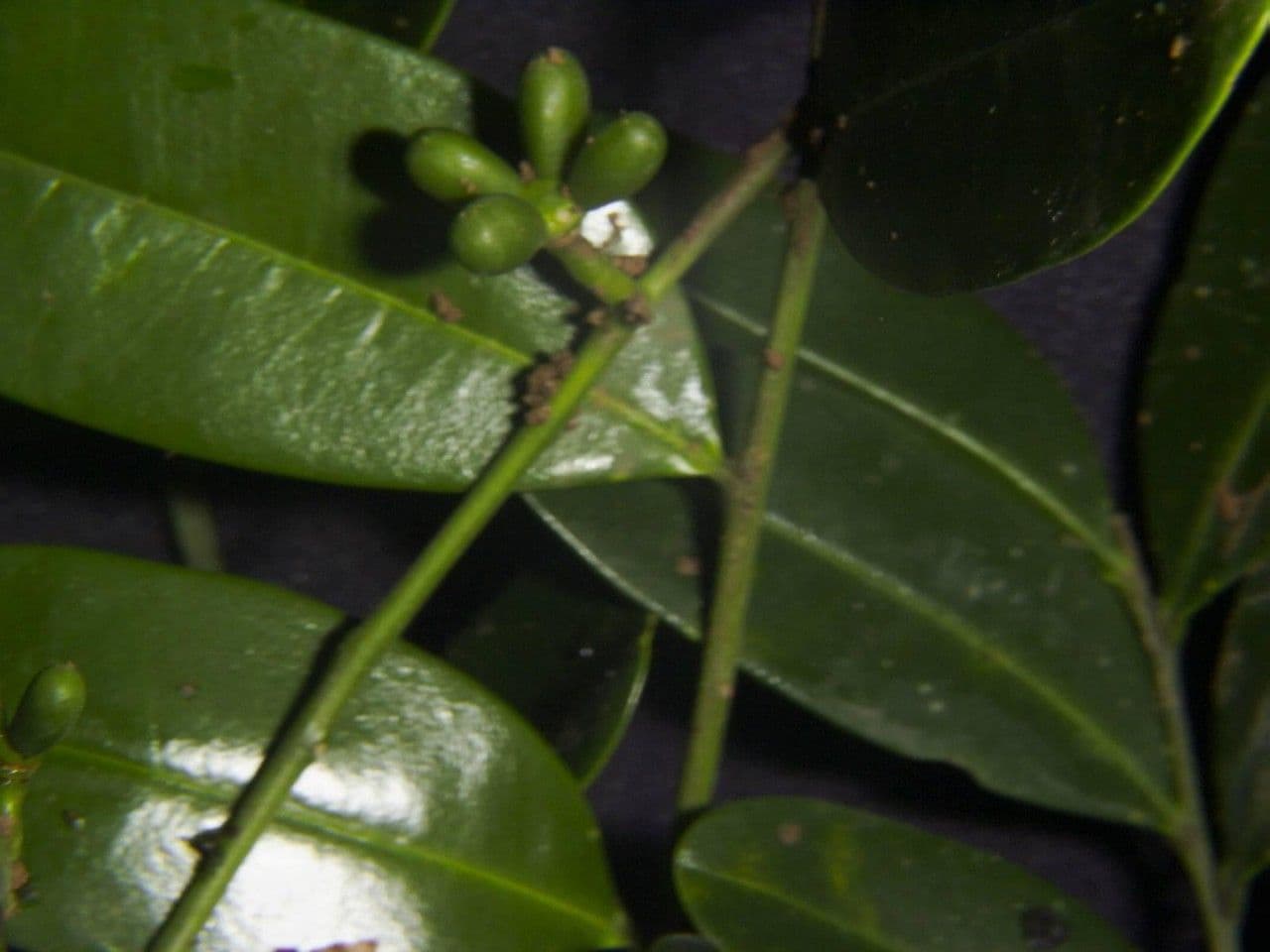 Simaruba amara 22