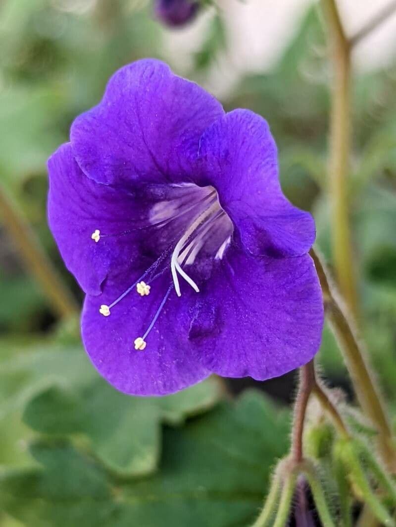 Großblütige Phacelia 7