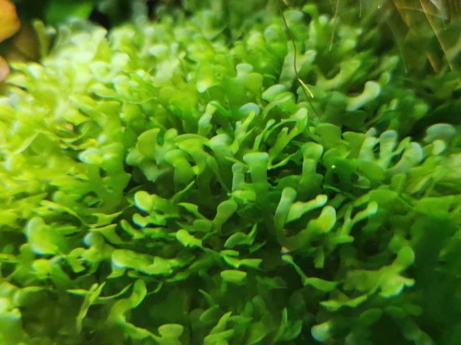 Lomariopsis 5