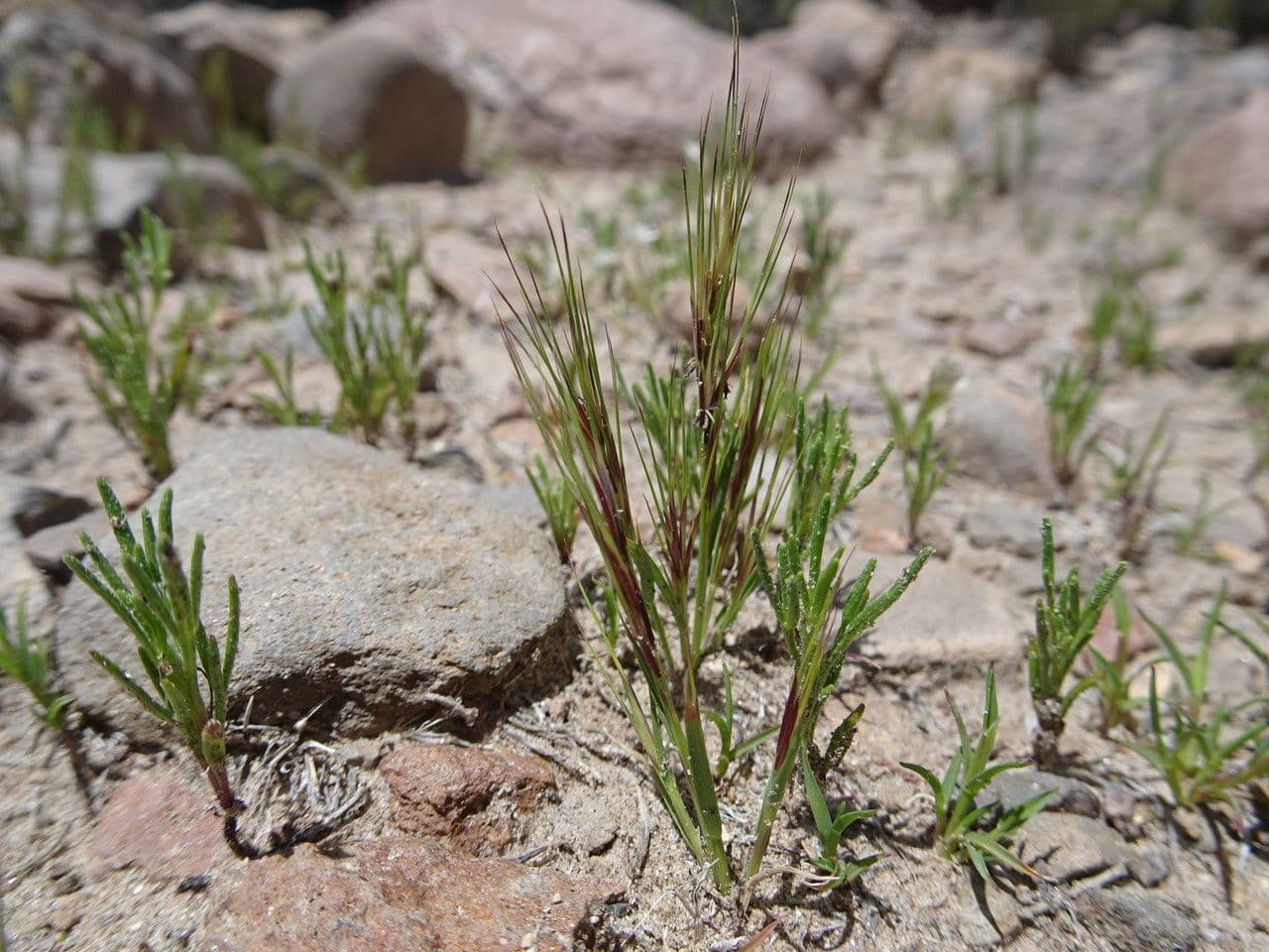 Chondrosum 5