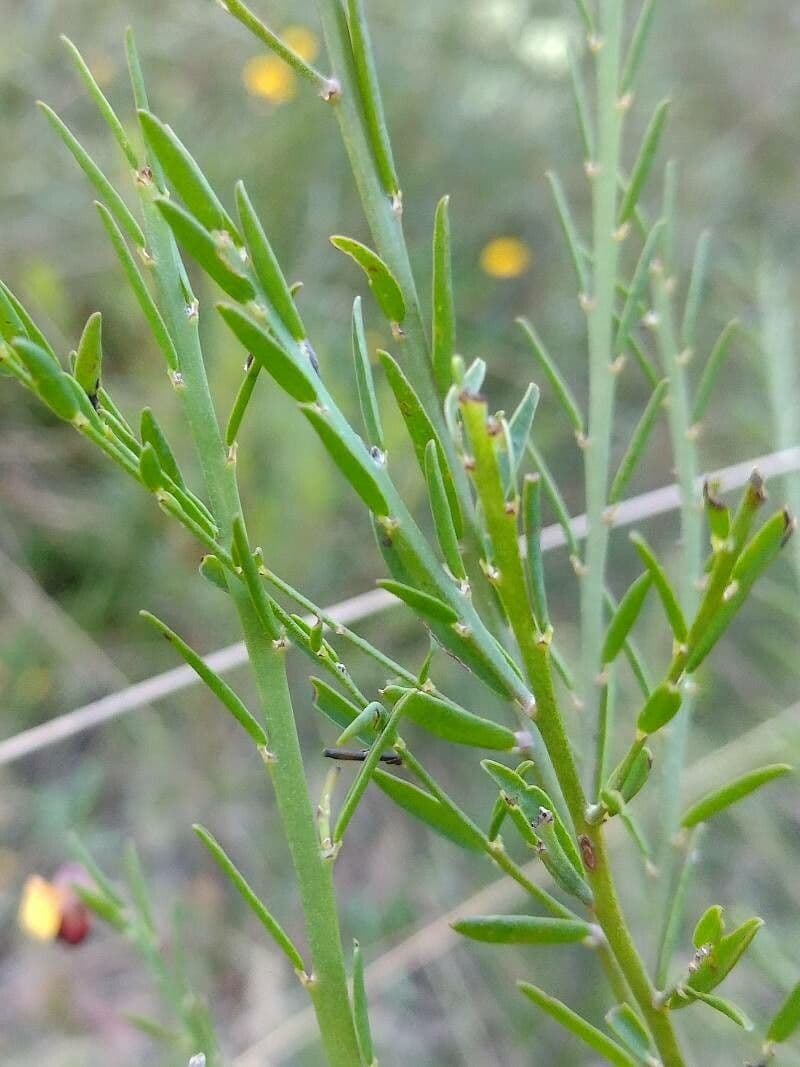 Bossiaea 8