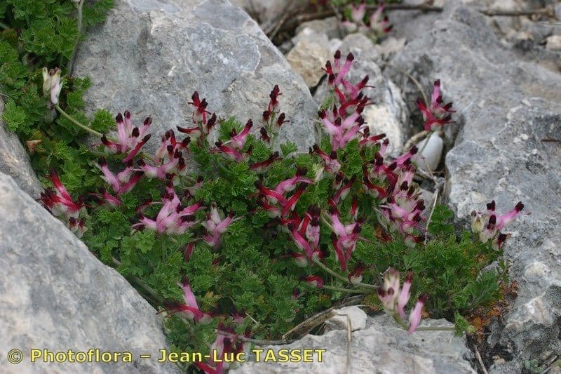 Fumaria macrosepala 9