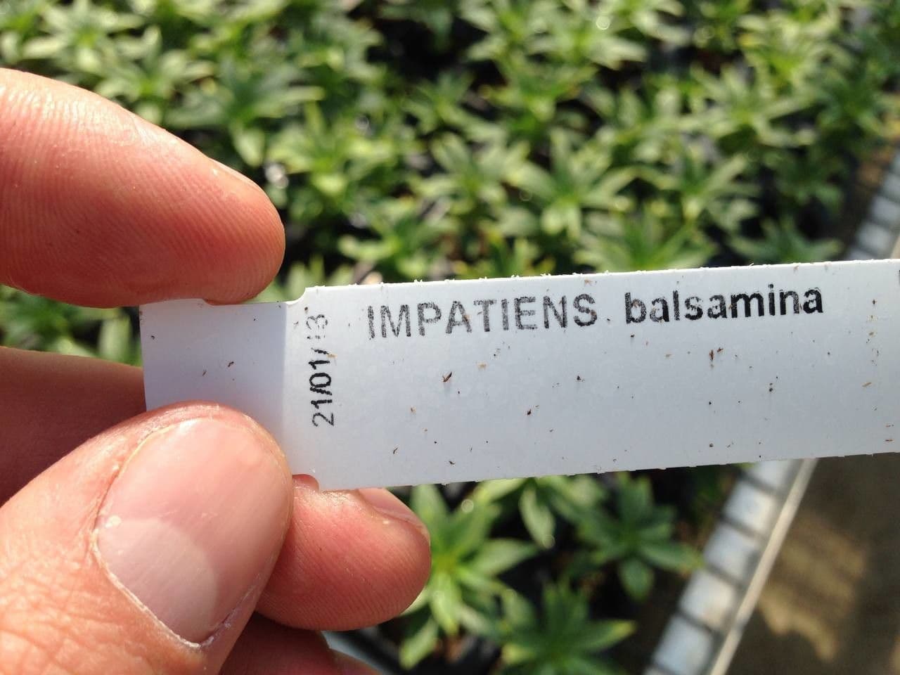 Balsamina 28