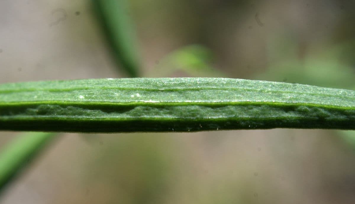 Thesium linofilo 18