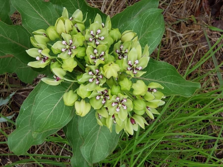 Asclepias viridis 9