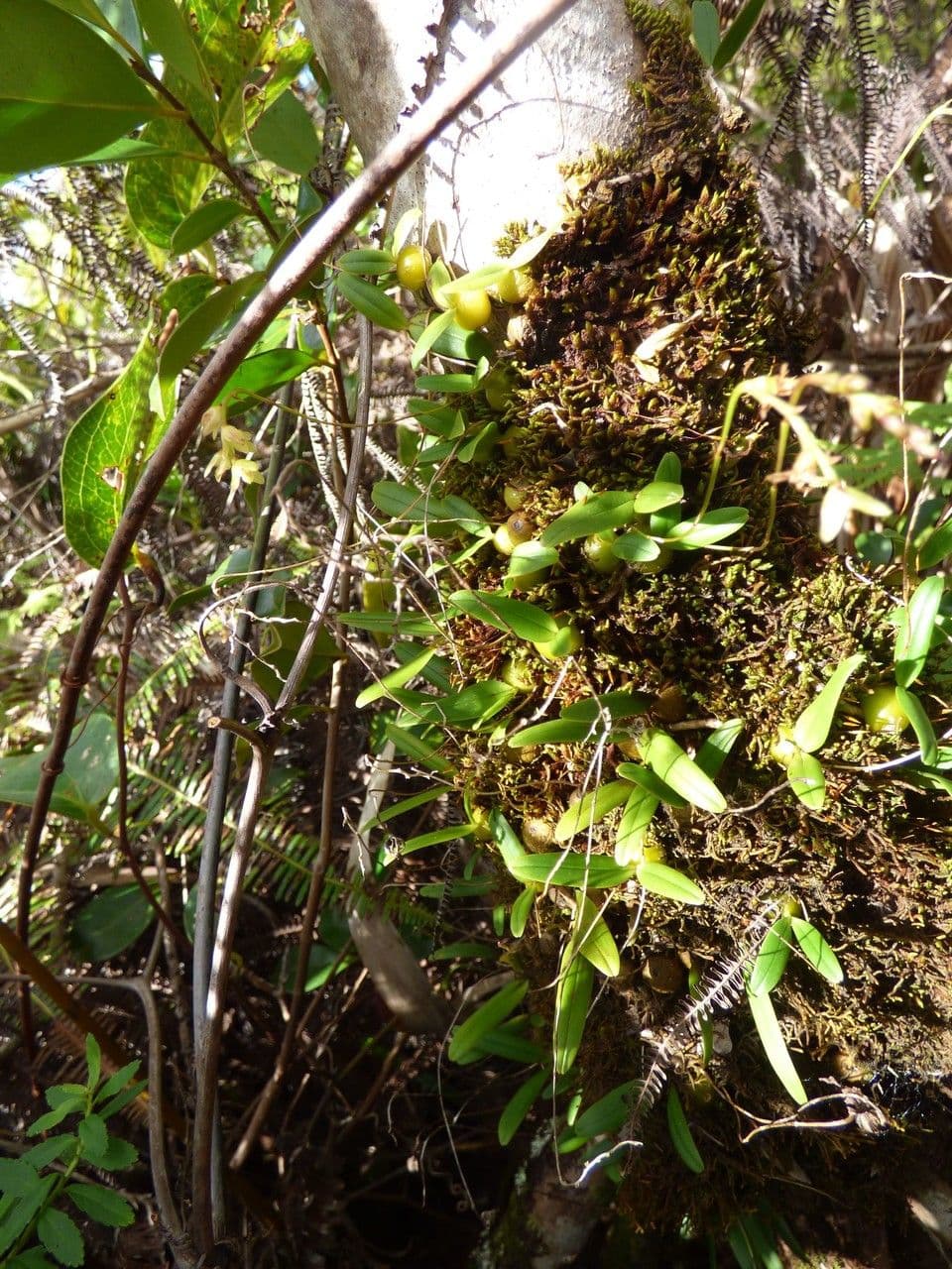 Bulbophyllum 7