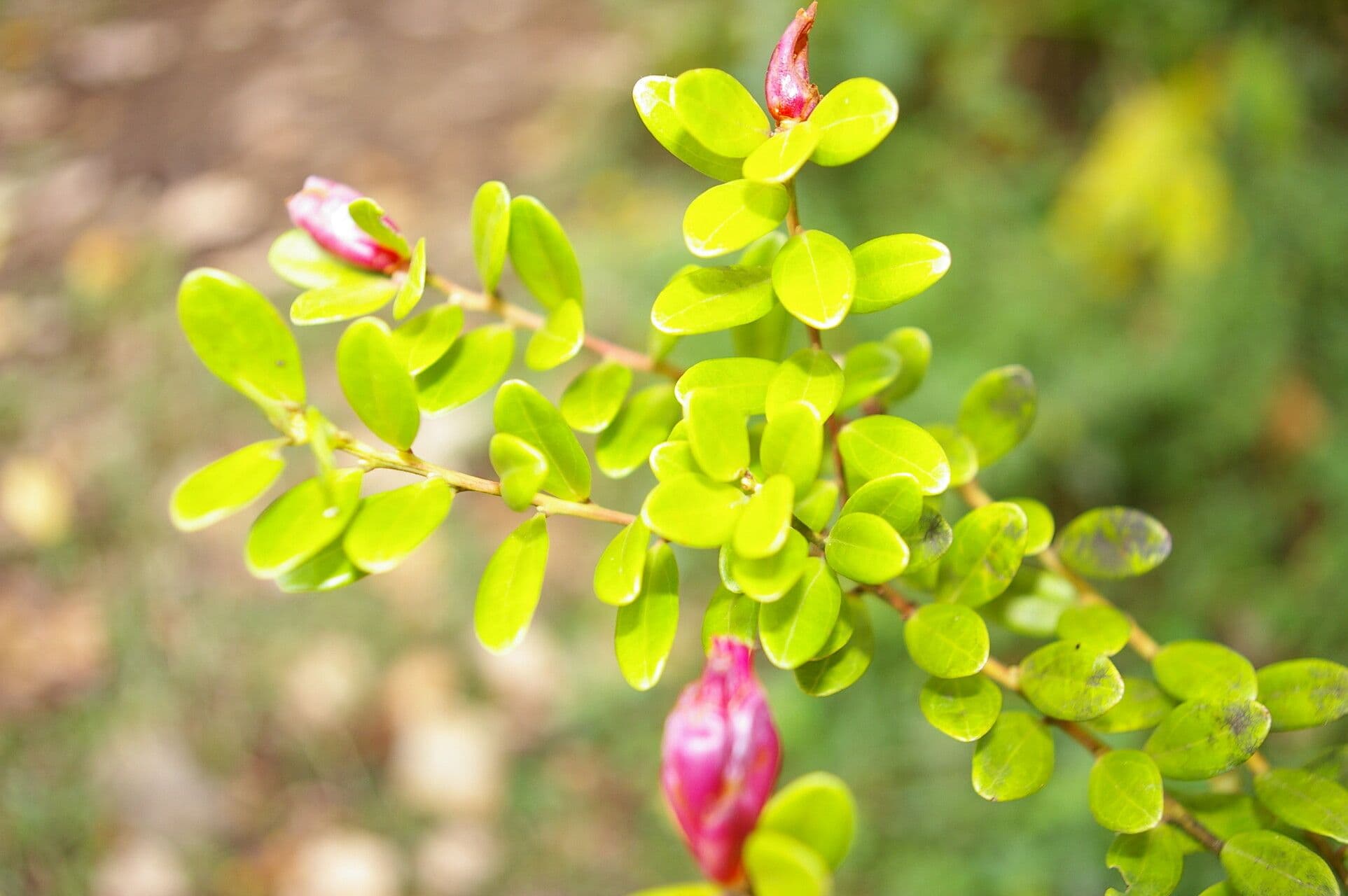 Cavendishia 10