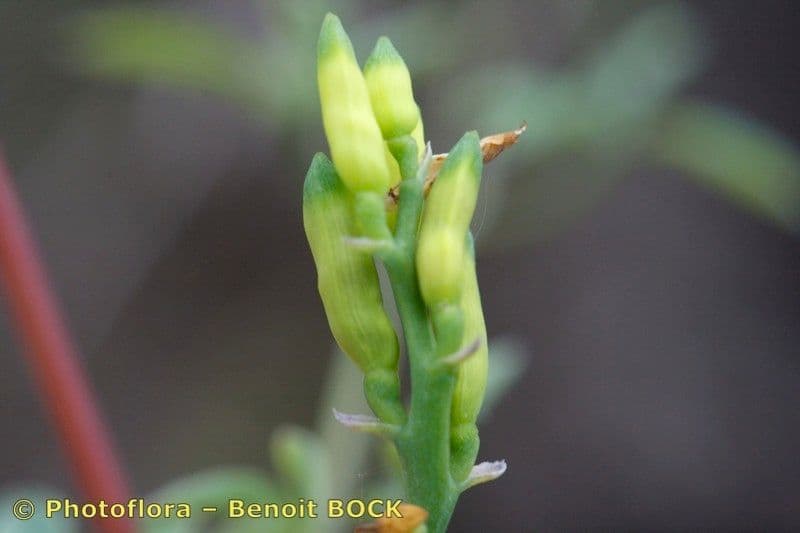 Corydalis claviculata 3