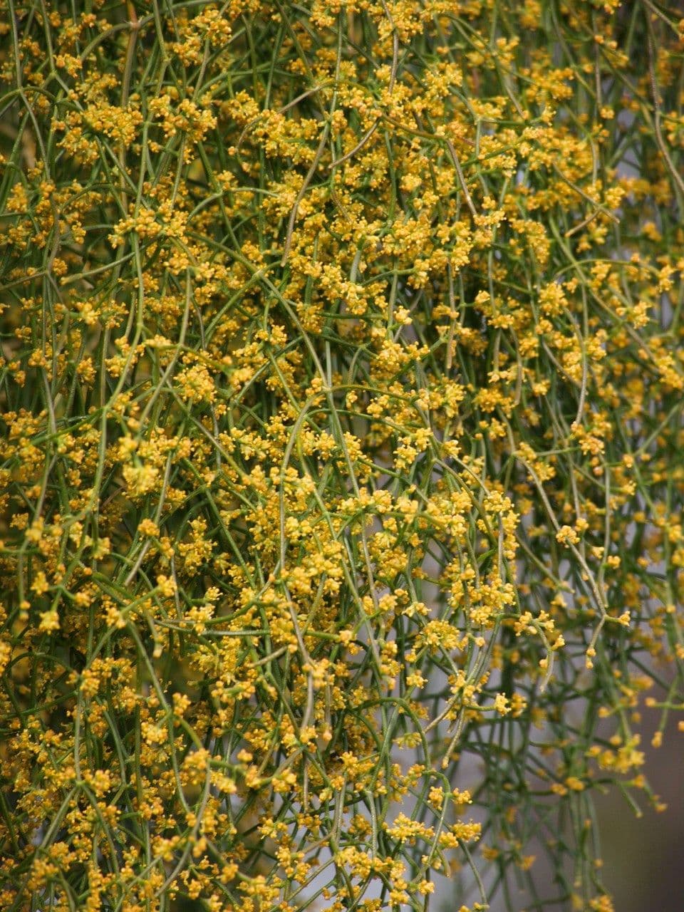 Efedra 14