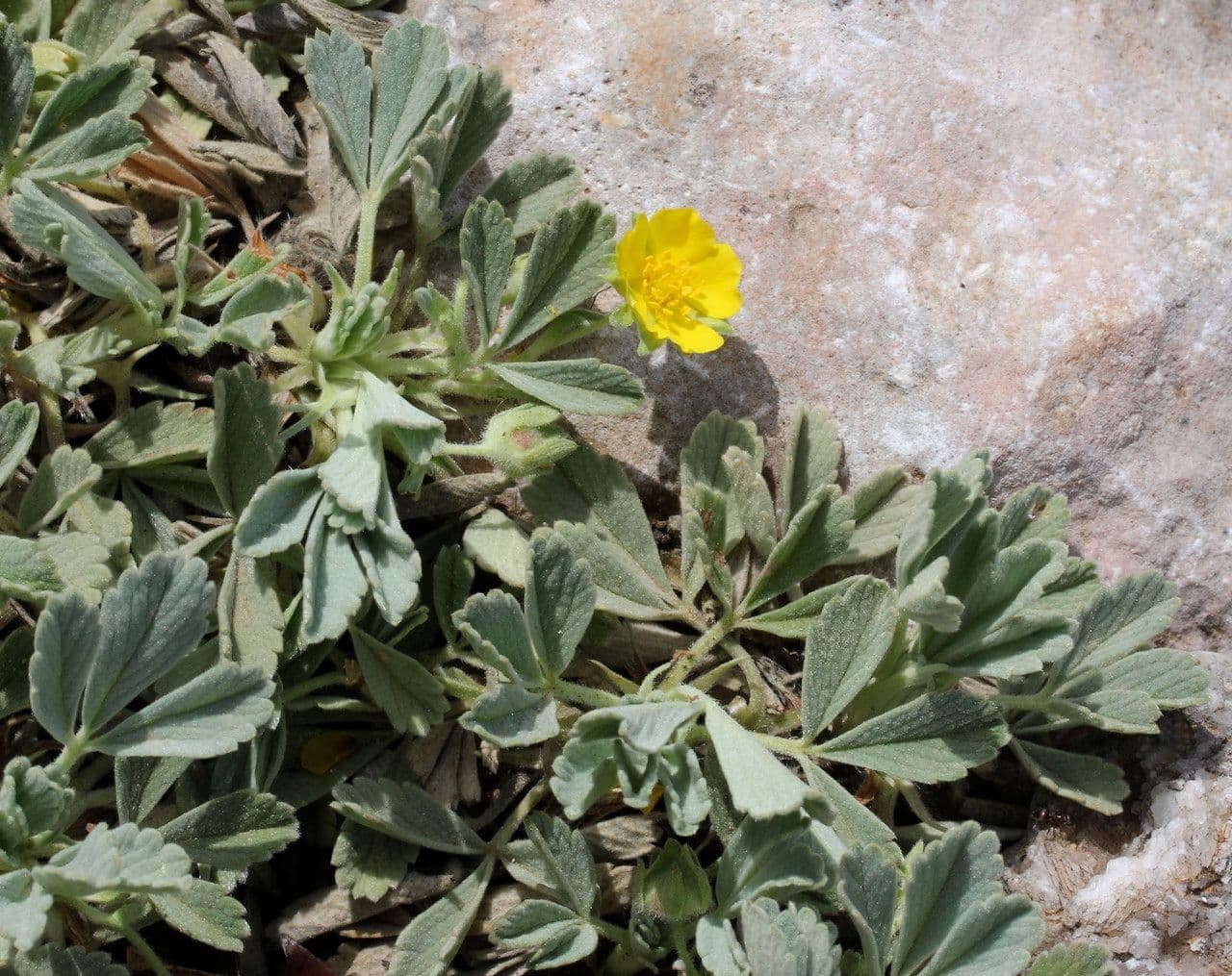 Potentilla 10