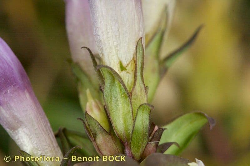 Genziana tedesca 2
