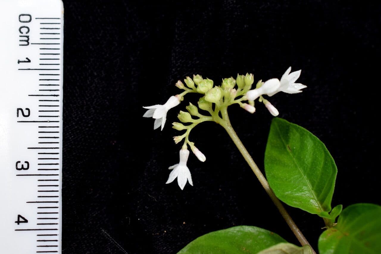 Knoxia 7