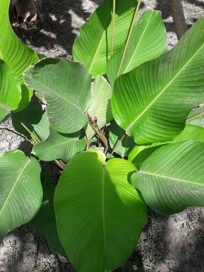 Pampano 13