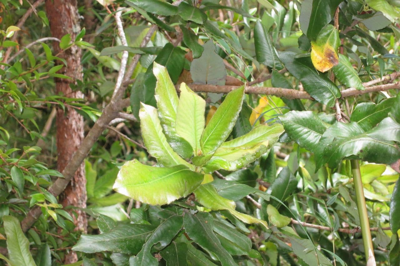 Eucryphia 25