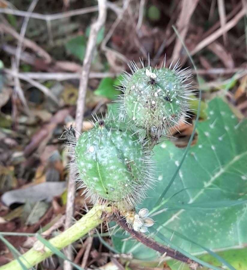 Ortica maculata