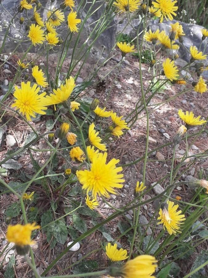 Hieracium 3