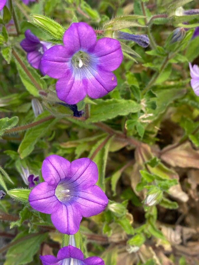 Campanula dichotomous 5