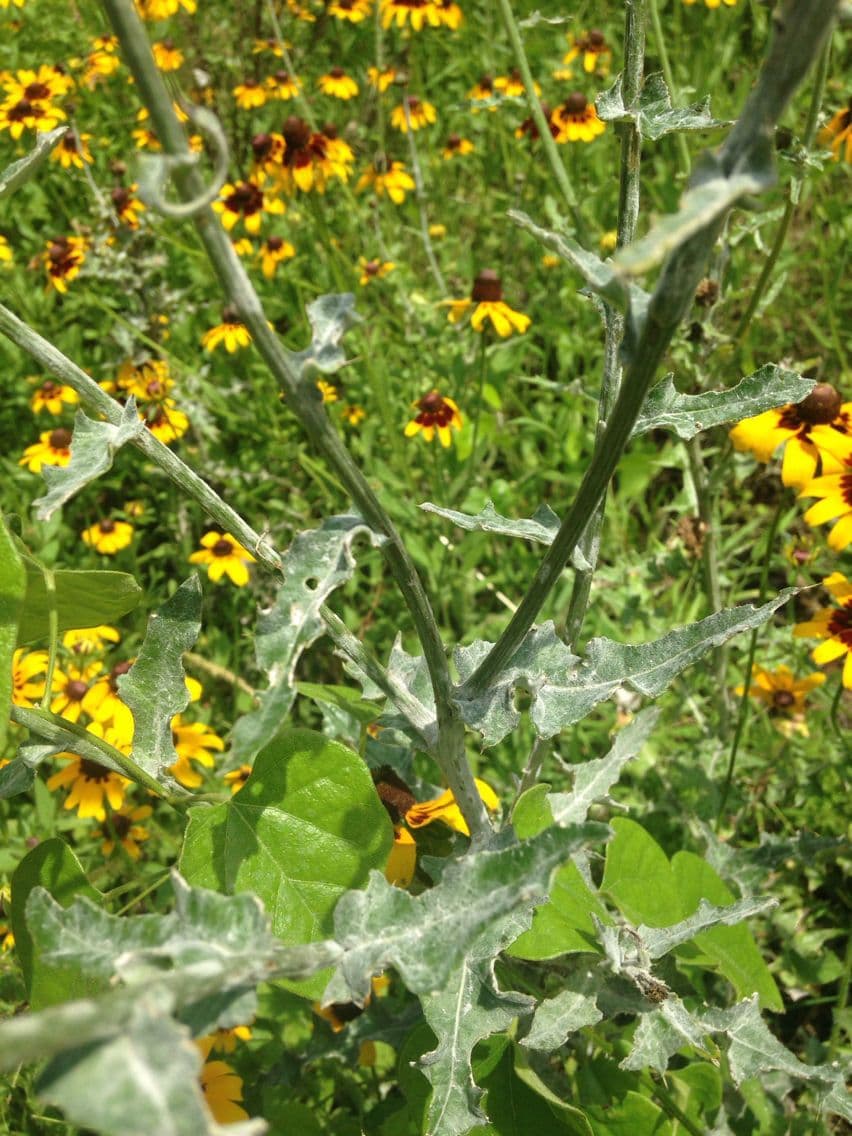 Texas-Distel 8